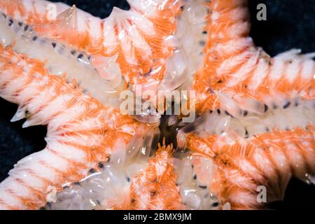 Astropecten orange Trim Sea star, Astropecten irregularis, est l'une des nombreuses espèces que l'on trouve sur le fond marin au large de la côte sud-africaine, dans l'océan Indien Banque D'Images