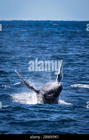 L'Agulhas Current, dans l'océan Indien, en Afrique du Sud, est une importante voie de migration pour la baleine à bosse, Megaptera novaeangliae. Banque D'Images