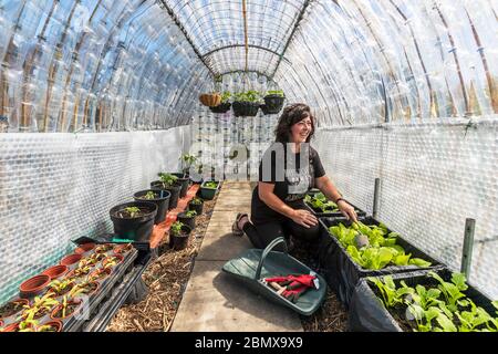 Kilwinning, Royaume-Uni. 11 mai 2020. DEE WRIGHT de Kilwinning, Ayrshire vient de terminer un projet de 15 mois pour construire une serre pour son terrain sur Eglinton Allotages. La serre mesurant 1.5 mètres de large, 3.5 mètres de long et 2.2 mètres de haut a été construite à l'aide de 3227 bouteilles de boissons en plastique recyclées, principalement collectées à la plage locale et certaines données de la famille et des amis. La conception du toit permet à l'eau de pluie de traverser de manière contrôlée, éliminant le besoin d'irrigation et les murs inférieurs sont double isolation à l'aide de film à bulles récupérés aidant à retenir la chaleur crédit: Findlay/ Alamy Banque D'Images