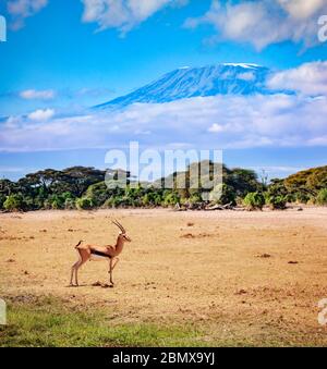 La gazelle de Thomson ou tommie se trouve sur le pâturage au Kenya, au-dessus de la montagne du Kilimanjaro Banque D'Images