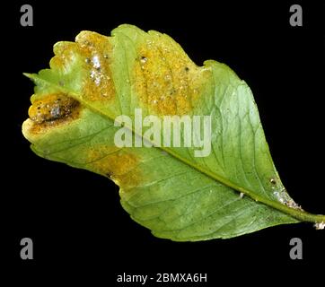 Acarien de rouille d'agrumes (Phyllocoptruta oleivora) rouille comme des taches de dommages sur une feuille de citron, Sicile, Italie Banque D'Images