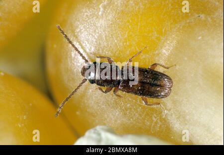 Rouillé, rouillé ou coléoptère à grains plats (Cryptolestes ferrugineus) un produit entreposé nuisible sur le grain de maïs Banque D'Images