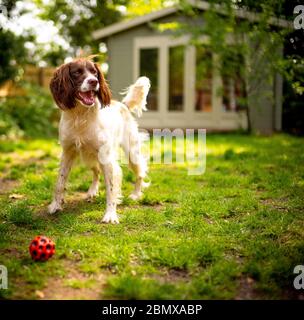 Un chien anglais Springer Spaniel heureux dans un jardin verdoyant le jour de l'été avec une maison d'été en arrière-plan et une balle rouge en premier plan. Banque D'Images