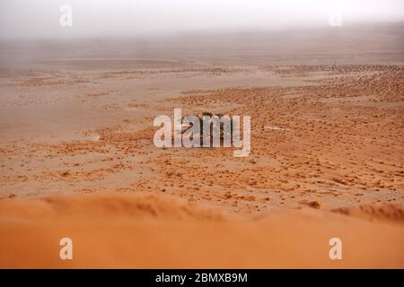 arbre solitaire dans un désert de sable en face d'une dune Banque D'Images