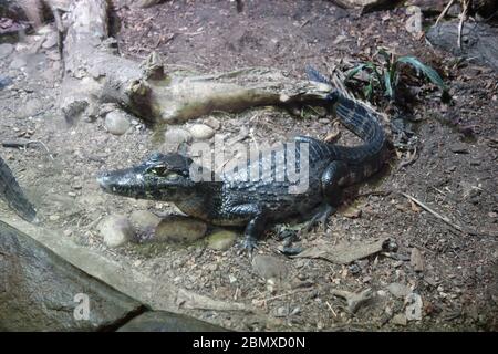 Un crocodile Yacaare Caiman au zoo Tropical World de Leeds, West Yorkshire. L'espèce est indigène au Brésil. Banque D'Images