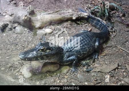 Un crocodile Yacaare Caiman au zoo Tropical World de Leeds, West Yorkshire. L'espèce est indigène au Brésil. Banque D'Images