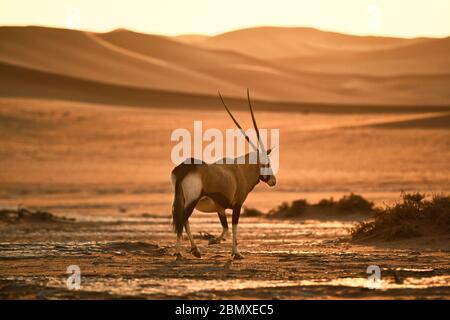 Un oryx traversant un champ de sable dans le Sossusvlei Banque D'Images