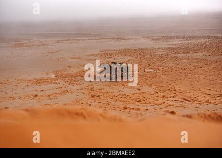 arbre solitaire dans un désert de sable en face d'une dune Banque D'Images