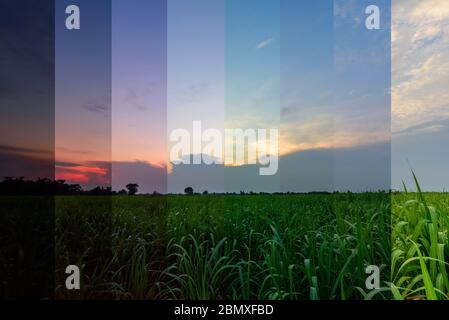 canne à sucre au coucher du soleil Banque D'Images