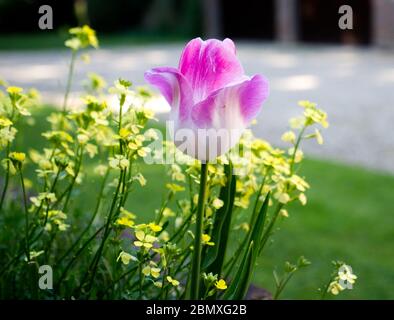 Le glorieux tulipe - symbole du printemps en pleine floraison. Le mur du jardin anglais d'une maison pendant le confinement du coronavirus en 2020 Banque D'Images