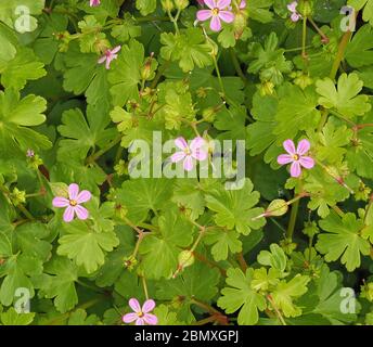 Petites fleurs roses et feuilles lobées de Geranium lucidum, le crâne de Shining, sur les déchets du Somerset au Royaume-Uni Banque D'Images