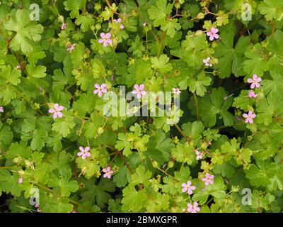 Petites fleurs roses et feuilles lobées de Geranium lucidum, le crâne de Shining, sur les déchets du Somerset au Royaume-Uni Banque D'Images