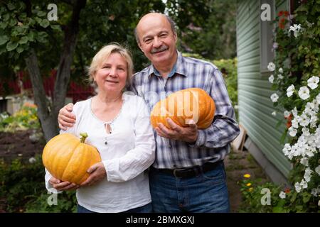 Femme et homme caucasien senior collectant des légumes dans son jardin. Récolte de citrouilles à l'automne. Banque D'Images