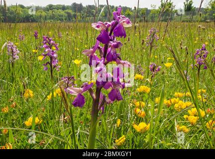 Orchidée à ailes vertes Orchis morio colonie dans un pré de fleurs sauvages à Ashton court près de Bristol UK Banque D'Images