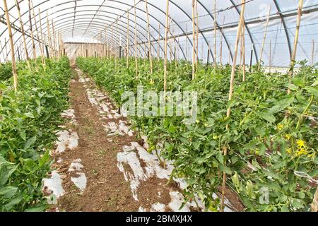 Les plants de tomates fleurissent dans la serre 'Solanum lycopersicum'. Banque D'Images