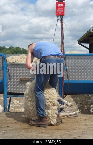 Un mouton est cisaillé au Farmer Copley's Festival à la ferme de Pontefract, West Yorkshire, en juin 2019. Banque D'Images