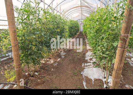 Les plants de tomates fleurissent dans la serre 'Solanum lycopersicum'. Banque D'Images