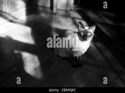 Chat thaïlandais qui se caroupe sur le sol d'une pièce vide avec le soleil qui envahissent par les fenêtres Banque D'Images