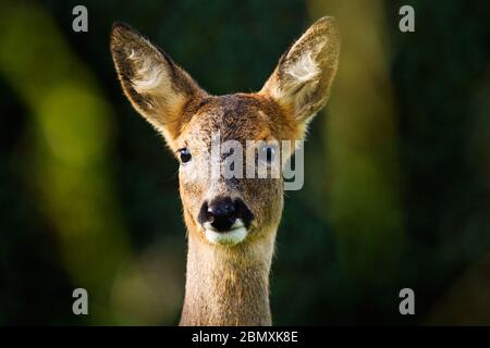 Portrait de cerf de Roe Banque D'Images