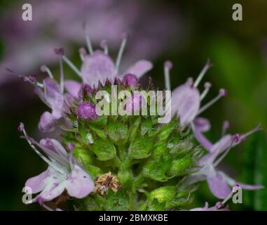 Gros plan de thym à feuilles larges, thym citron, thymus pulegioides, en fleur sur fond flou Banque D'Images