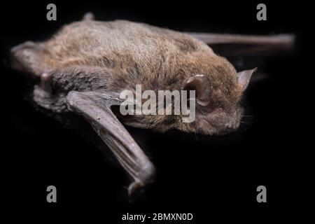 La batte à ailes courbées commune, la chauve-souris à longues ailes de Schreibers ou la chauve-souris de Schreibers (Miniopterus schreibersii) isolée sur fond noir Banque D'Images