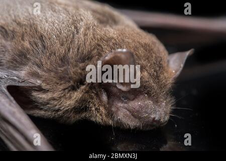 La batte à ailes courbées commune, la chauve-souris à longues ailes de Schreibers ou la chauve-souris de Schreibers (Miniopterus schreibersii) isolée sur fond noir Banque D'Images