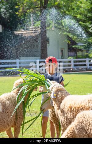 Les moutons blancs mangent de l'herbe dans les mains des garçons asiatiques. Banque D'Images