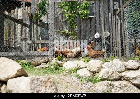 Des poulets heureux qui sont gardés de manière appropriée dans la zone rurale bavaroise Banque D'Images