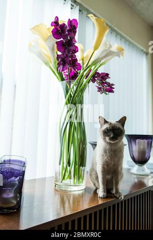 Chat Tonkinese assis sur un panneau latéral en bois à côté d'un grand bouquet de fleurs dans un vase Banque D'Images