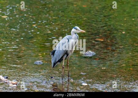 Glasgow, Écosse, Royaume-Uni. 11 mai 2020. Météo au Royaume-Uni : un héron se nourrissant dans l'eau de la charrette blanche lors d'un après-midi couvert et frais dans le parc régional de Pollok. Credit: SKULLY/Alay Live News Banque D'Images