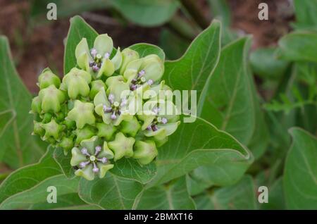 L'asclépiade (Asclepias viridis, vert Banque D'Images