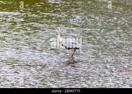 Glasgow, Écosse, Royaume-Uni. 11 mai 2020. Météo au Royaume-Uni : un héron se nourrissant dans l'eau de la charrette blanche lors d'un après-midi couvert et frais dans le parc régional de Pollok. Credit: SKULLY/Alay Live News Banque D'Images