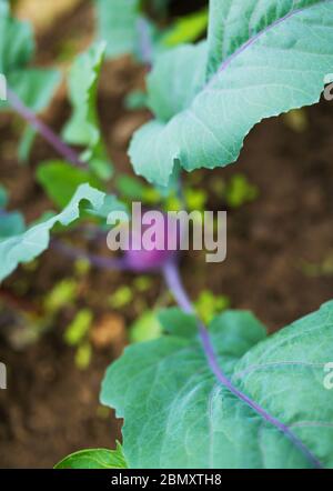 Kohlrabi violet mûr frais avec beaucoup de feuilles poussant dans la serre maison, peu avant la récolte. Vue en hauteur, mise au point sur les feuilles à l'avant. Banque D'Images