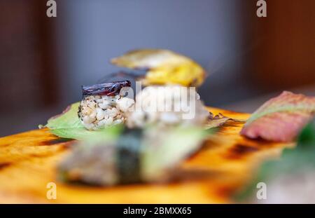 Un rouleau de sushi avec un cricket cuit sur le dessus se trouve parmi d'autres rouleaux de sushi couverts de feuilles fourragées à Miya's Sushi à New Haven, CT, États-Unis Banque D'Images