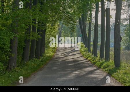 Route bordée de bourgeonnants en mai Basse-Silésie Pologne Banque D'Images