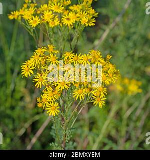 Ragwort fleuri, Senecio jacobaea, en été Banque D'Images