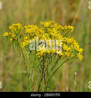 Ragwort fleuri, Senecio jacobaea, en été Banque D'Images