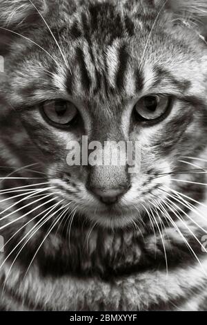 Portrait de chat noir et blanc toyger Banque D'Images