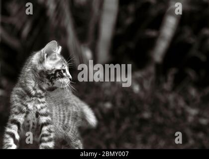 Un chaton de toyger enthousiaste qui se limite, s'arrête pour observer quelque chose. Banque D'Images