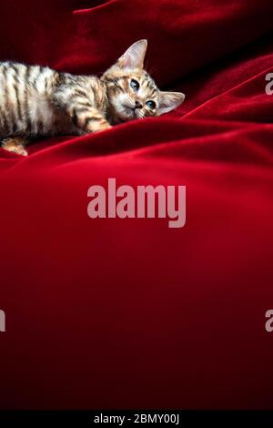 Jeune chaton de toyger allongé sur une couverture en velours rouge Banque D'Images