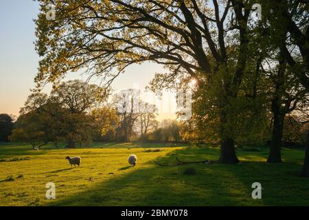 Printemps dans les Cotswolds, Gloucestershire, Angleterre Banque D'Images