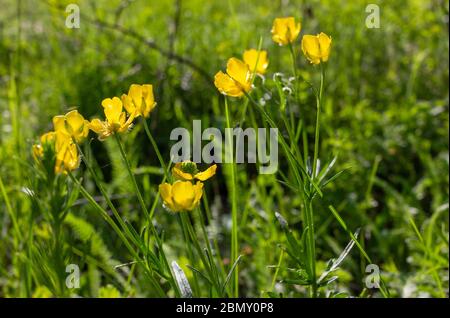 Le Buttercup (Ranunculus bulbosus) fleurit sur le pré. Arrière-plan jaune de fleurs sauvages. Banque D'Images