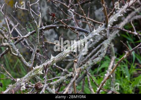 Des branches sèches de rose sauvage avec des épines sur fond de pierre ancienne Banque D'Images