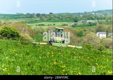 Timoleague, West Cork, Irlande. 11 mai 2020. Une tondeuse automotrice Krone Big M 400 conduite par Finbarr O'Donovan de A & F O'Donovan Contractors, Clonakilty, coupe de l'herbe pour l'ensilage sur la ferme de David Dey de Timoleague. L'herbe sera clouée demain. Crédit : AG News/Alay Live News Banque D'Images