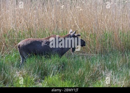 Orignal ou wapiti eurasien par une journée ensoleillée dans la campagne. Banque D'Images