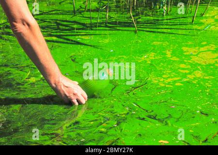 Pollution mondiale de l'environnement et de l'eau. Un homme collecte l'eau verte dans une bouteille pour analyse. Floraison de l'eau, reproduction du phytoplancton, algues Banque D'Images