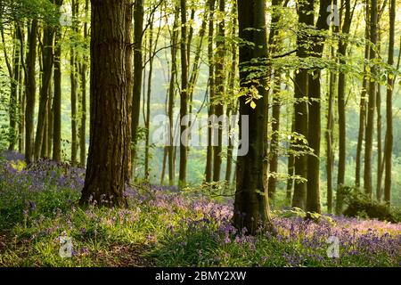 Bluebells au soleil matinal à Erlestoke Woods Wiltshire Royaume-Uni