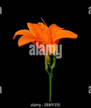 fleur unique isolée de daylis d'orange, tige verte et bourgeons sur fond noir avec texture détaillée Banque D'Images