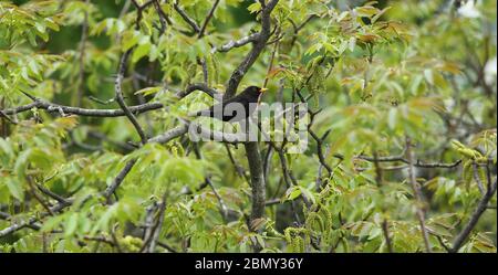 Le blackbird eurasien / le blackbird commun appelé en latin Turdus merula est sur l'arbre vert de près Banque D'Images