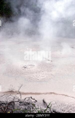 Mares de boue à Wai-O-Tapu, dans la caldeira de Reporoa, dans la zone volcanique de Taupo en Nouvelle-Zélande. Banque D'Images